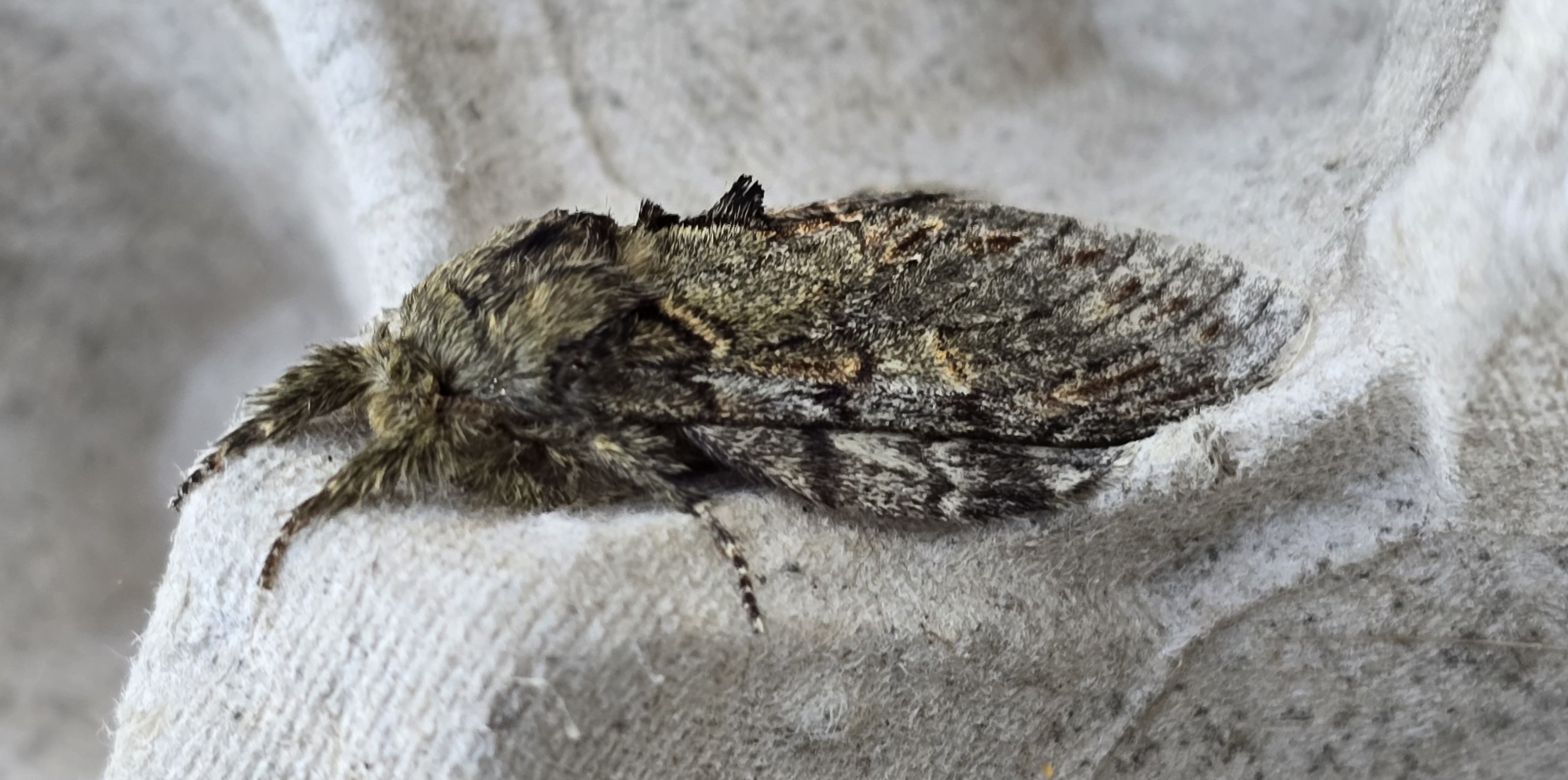 Photo of Great Prominent (Peridea anceps)